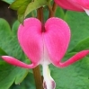 nata