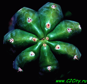 Lophophora williamsii - �������, ��������� �������� ����������